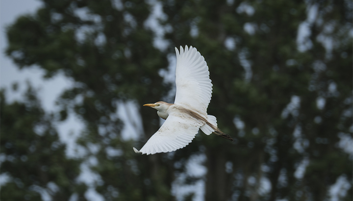 Les oiseaux de la prairie de La Palu au crépuscule